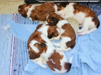 pennut nukkuu partsilla