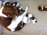 150513-illusia-ja-pennut