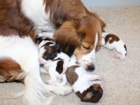 illusia-hoitaa-150513