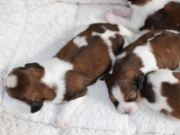 19-5-13-kopio-tahtitytto-ja-salama