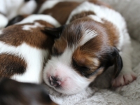 19-5-13-kuu-ja-tahdet