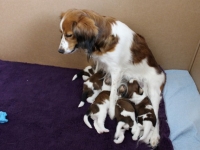 Illusia imettää istuvillaan