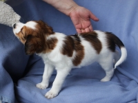 Tarlatan Danthonia Decumbens, Anki