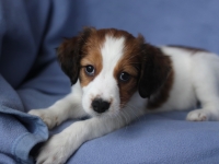 Tarlatan Danthonia Decumbens, Anki