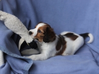 Tarlatan Danthonia Decumbens, Anki