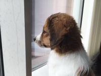 Bea, omistajan kuva
