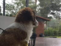 Bea, omistajan kuva