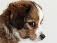 Digi, Tarlatan Campanula Glomerata