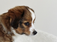 Digi, Tarlatan Campanula Glomerata