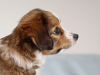 Digi, Tarlatan Campanula Glomerata