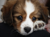 Digi, Tarlatan Campanula Glomerata