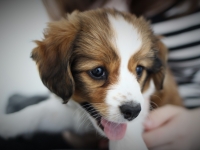 Digi, Tarlatan Campanula Glomerata