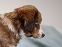 Digi, Tarlatan Campanula Glomerata