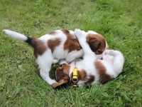 Puzzle ja Domino painimassa