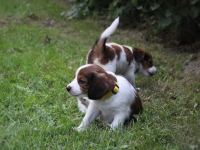 Domino, takana Puzzle