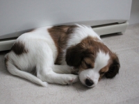 Tarlatan Dactylis Glomerata alias Hercule 7,5 vko