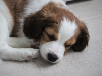 Tarlatan Dactylis Glomerata alias Hercule 7,5 vko