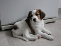 Tarlatan Dactylis Glomerata alias Hercule 7,5 vko