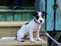 Lilla_ Inka-Marian koiranpentu 3.5kk