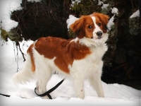 Mito, Tarlatan Phleum Timotei, kuva Taina Lappalainen