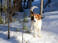 Mandi mökillä
