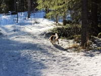 Kerhanget! Hankiainen!