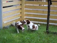 Tuisku ja Oiva leikkimassa