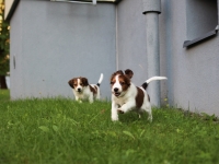 Tuisku ja Oiva leikkimassa