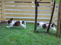 Tuisku ja Oiva leikkimassa