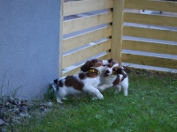 Tuisku ja Oiva leikkimassa