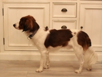 Oiva, Tarlatan Nardus Stricta