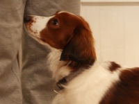 Oiva, Tarlatan Nardus Stricta