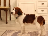 Oiva, Tarlatan Nardus Stricta