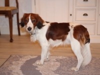 Oiva, Tarlatan Nardus Stricta