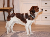 Oiva, Tarlatan Nardus Stricta