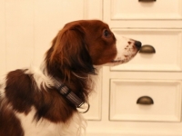 Oiva, Tarlatan Nardus Stricta