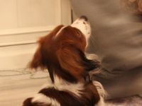 Oiva, Tarlatan Nardus Stricta