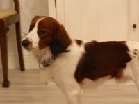 Oiva, Tarlatan Nardus Stricta