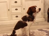 Oiva, Tarlatan Nardus Stricta