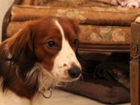 Oiva, Tarlatan Nardus Stricta