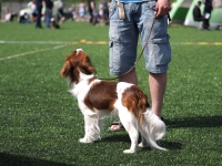 Oiva, kuva Niklas Pull