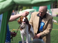 Oiva, kuva Niklas Pull