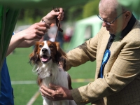 Oiva, kuva Niklas Pull