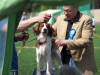 Oiva, kuva Niklas Pull