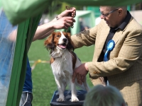 Oiva, kuva Niklas Pull