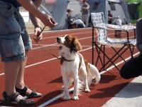 Oiva, kuva Niklas Pull