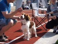 Oiva, kuva Niklas Pull