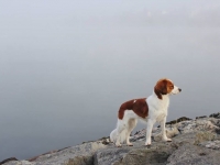 Weeran kuvasi Anu Pystynen