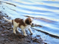 Timotei (Kirahvi) rannalla