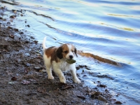 Timotei (Kirahvi) rannalla